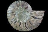 Agatized Ammonite Fossil (Half) - Madagascar #83829-1